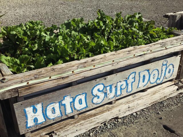 Balding Bruce’s beloved Buchi beach baby beetroot bounty.
#hatasurfdojo
#surfschooljapan
#babybeets 
#growyourown